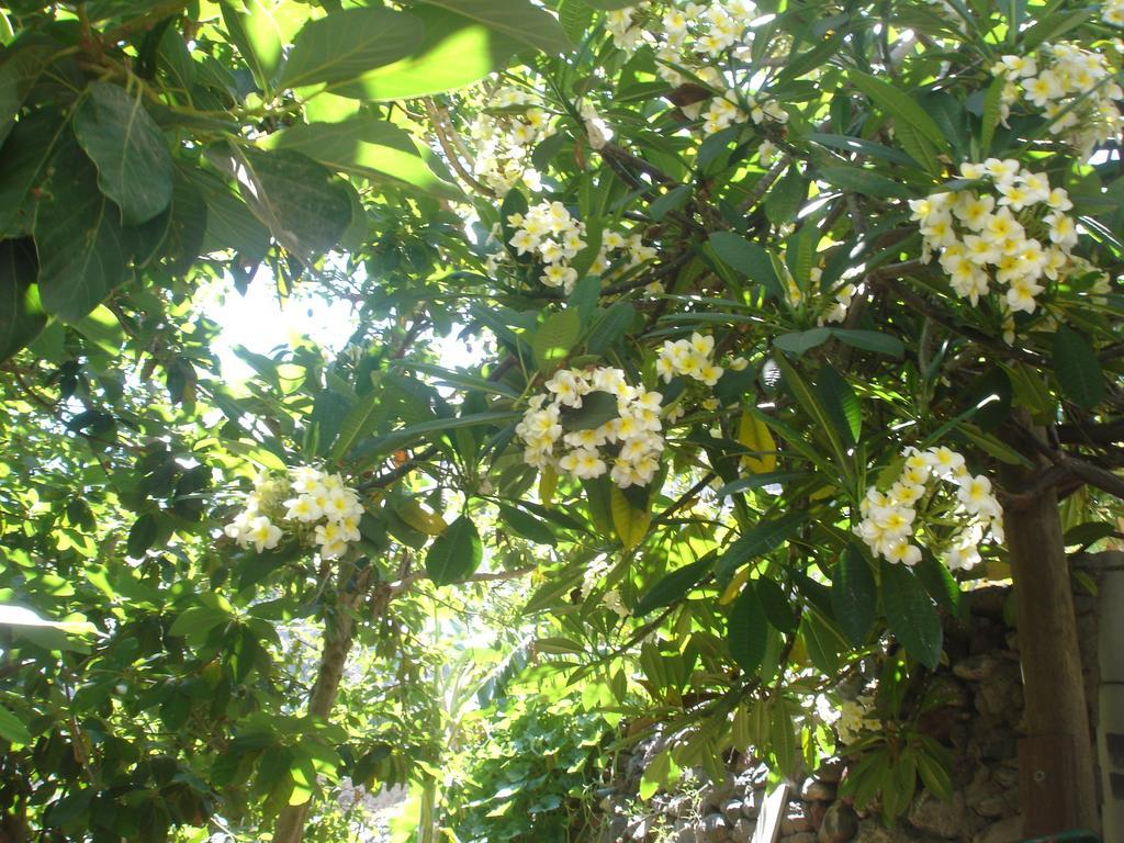 Goyo Gomera Apartments Valle Gran Rey Extérieur photo